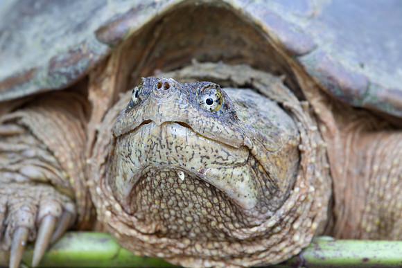 Snapping Turtle