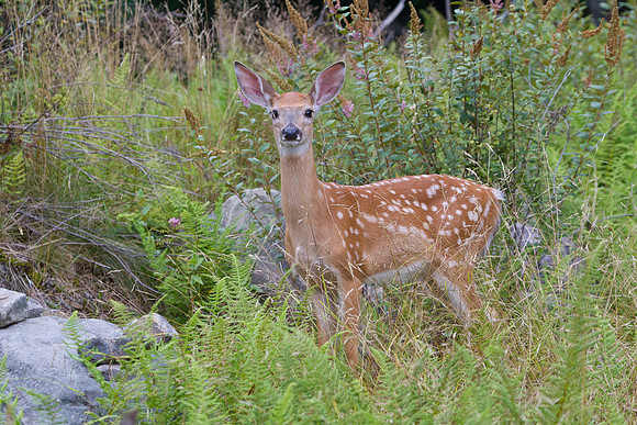 White Tail Fawn