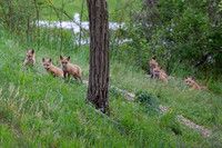 Red Fox Kits