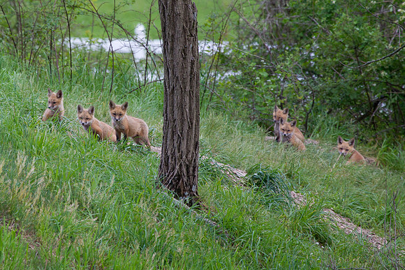Red Fox Kits