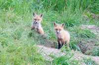 Red Fox Kits