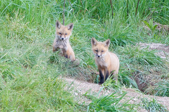 Red Fox Kits
