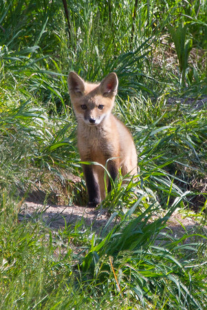 Red Fox Kit