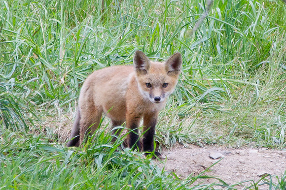 Red Fox Kit