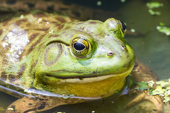 Bullfrog