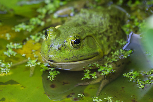 Bullfrog