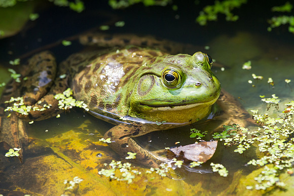 Bullfrog