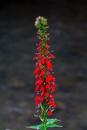 Cardinal Flower