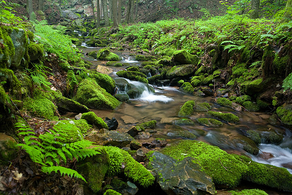 Mossy Stream
