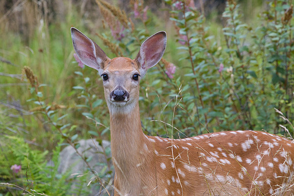 White Tail Fawn