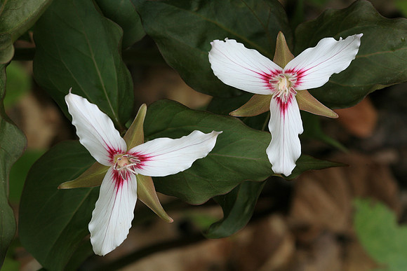 Painted Trillium