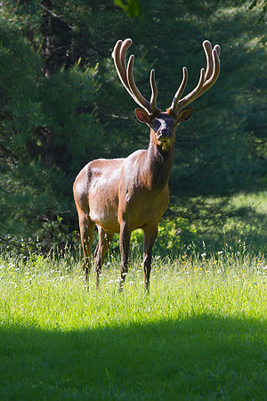 Male Elk