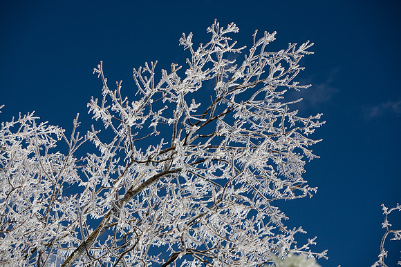Icey Tree