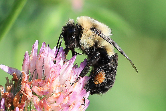 Bumble Bee