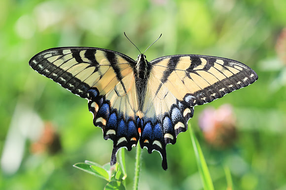 Eastern Tiger Swallowtail
