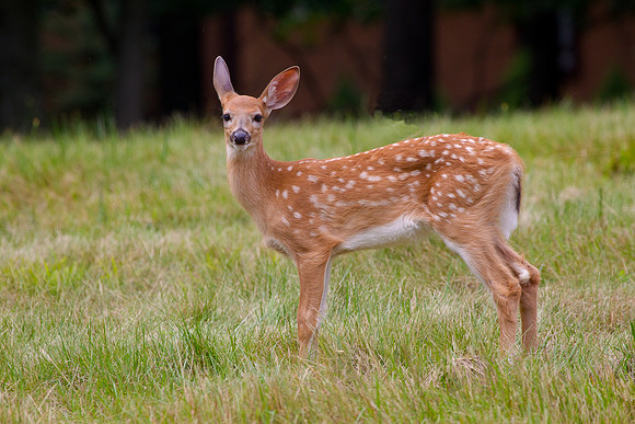 White Tail Fawn