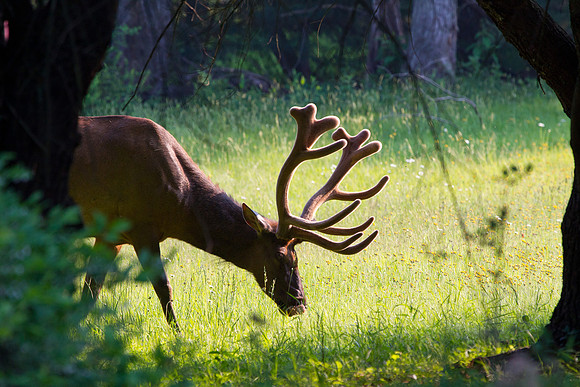 Male Elk