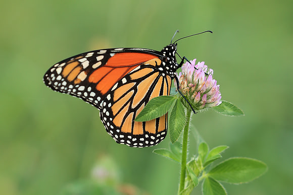 Monarch butterfly on clover