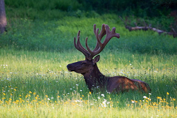 Male Elk