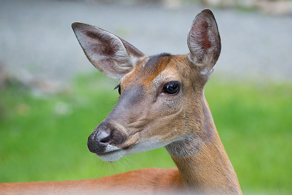 White Tail Doe