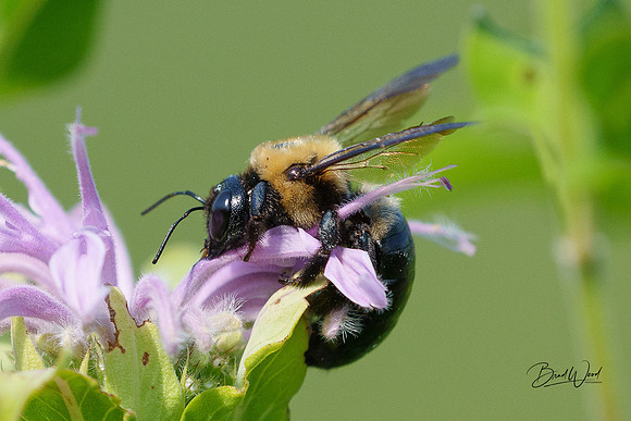 Bumble Bee