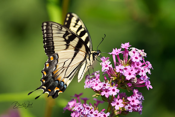 Eastern Tiger Swallowtail