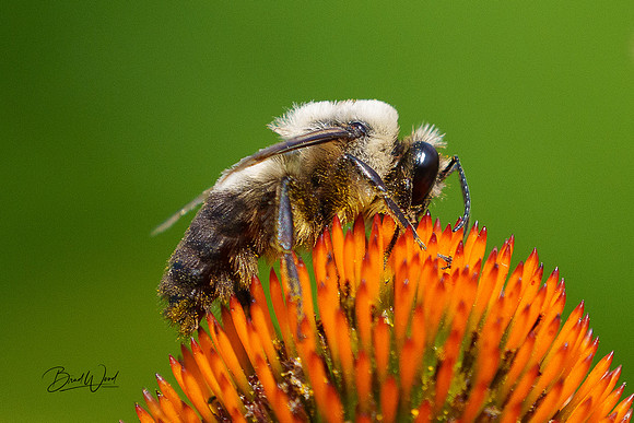 Honeybee