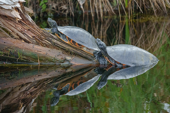 Painted Turtles