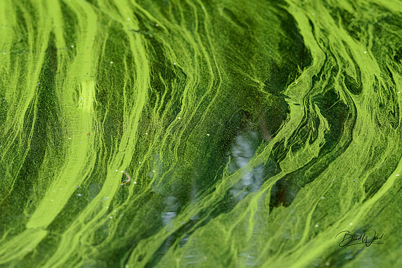 Pond algae swirls