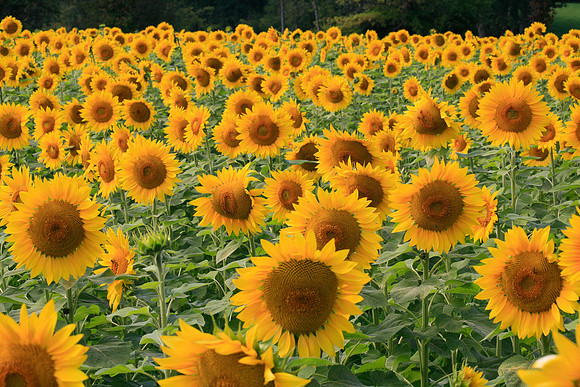 Sun Worshipers