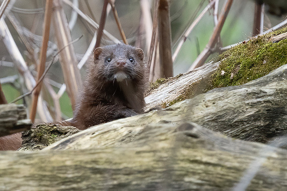 Mink