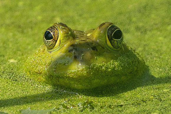 Bullfrog