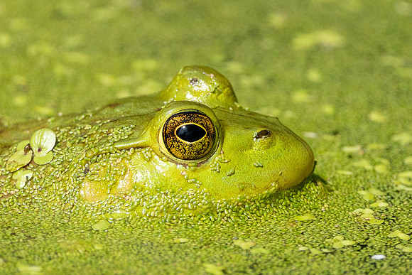 Bullfrog