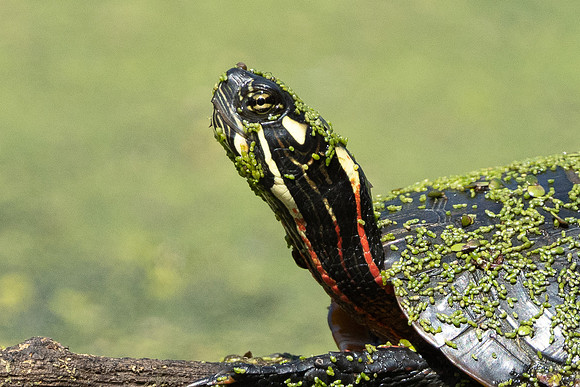 Painted Turtle