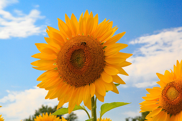 Sunflower Proud