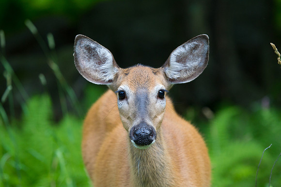 White Tail Doe