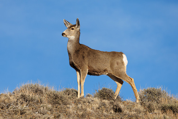 Mule Deer
