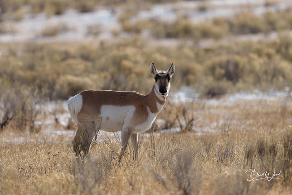 Pronghorn Sheep
