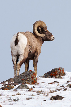 Bighorn Ram