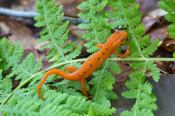 Longtail Salamander, PA