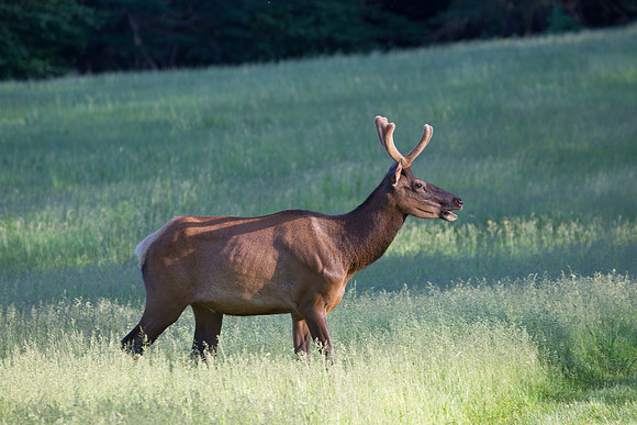Male Elk