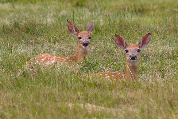 White Tail Deer Fawn Twins