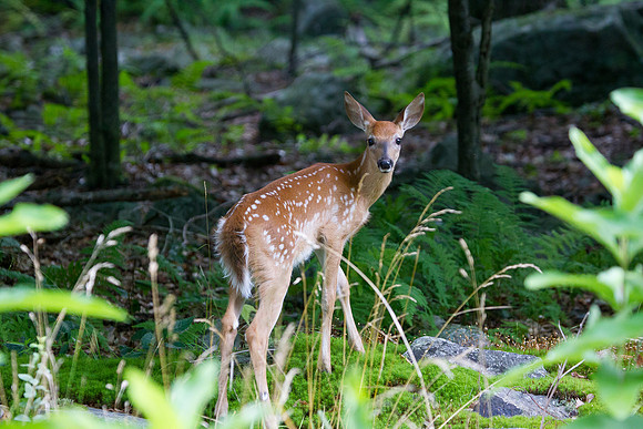 White Tail Fawn