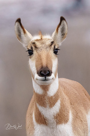 Pronghorn Sheep