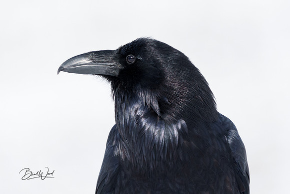 Raven Profile