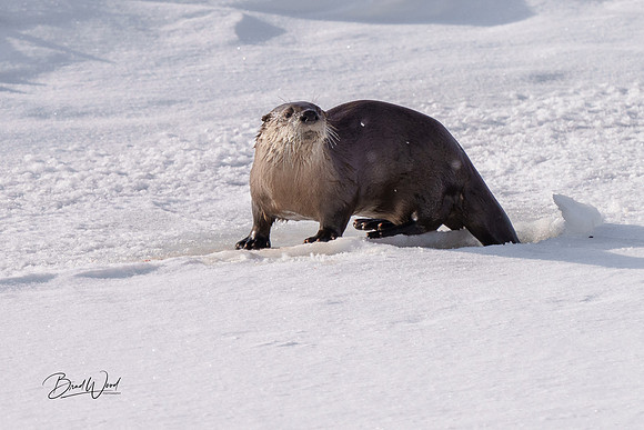 River Otter