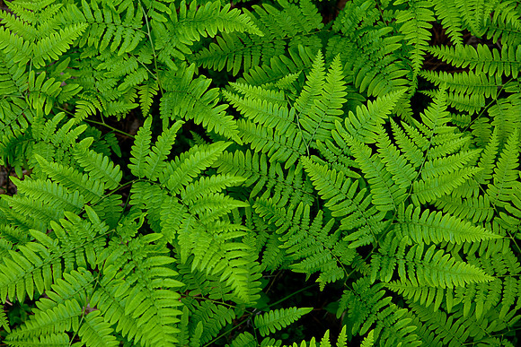 Spring Ferns