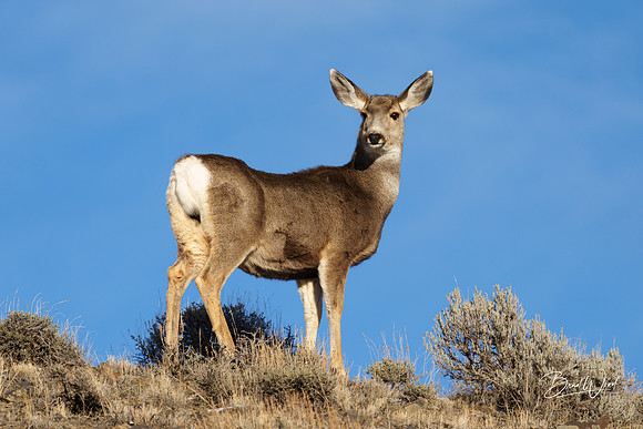Mule Deer